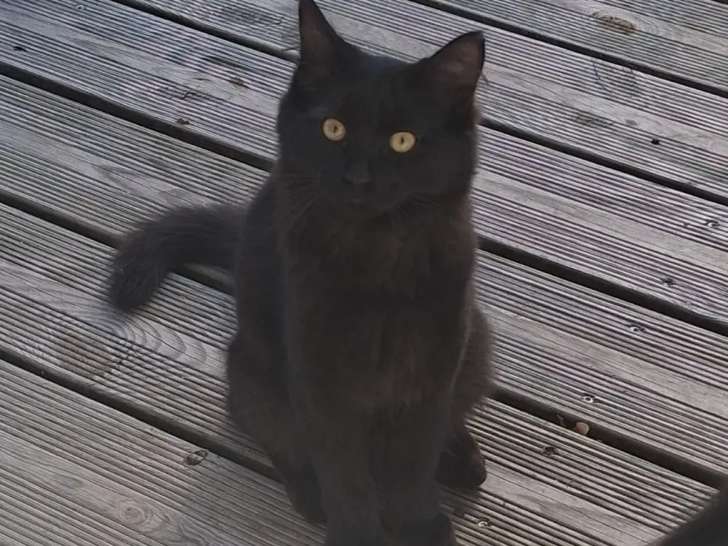Disponibles à l'adoption, chatons mâles de 5 mois