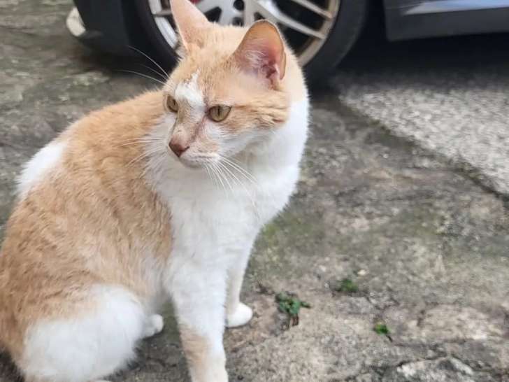 En attente d'adoption, chat marron et blanc