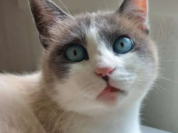 Prête pour l’adoption, chatte Siamoise grise et blanche