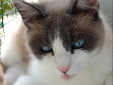 Prête pour l’adoption, chatte Siamoise grise et blanche