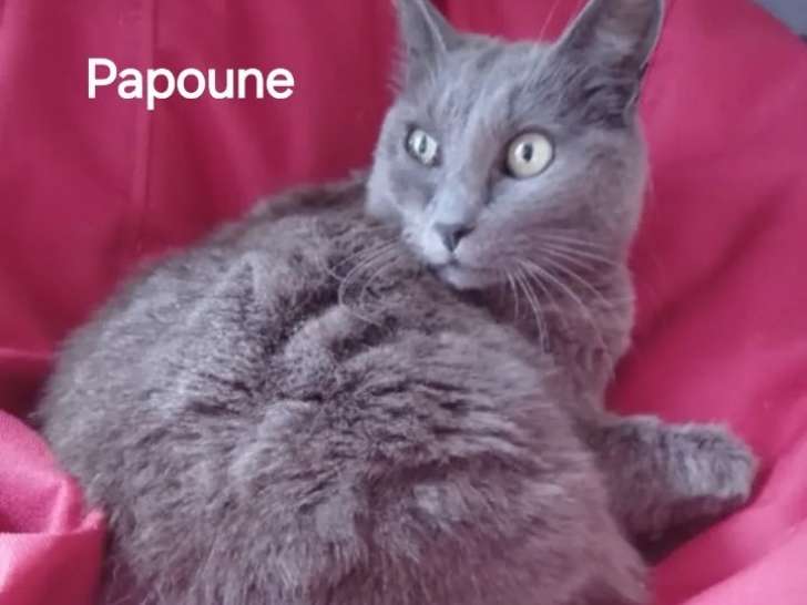 En attente d'un foyer, chatte grise