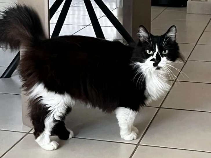 À accueillir, chat noir et blanc adulte