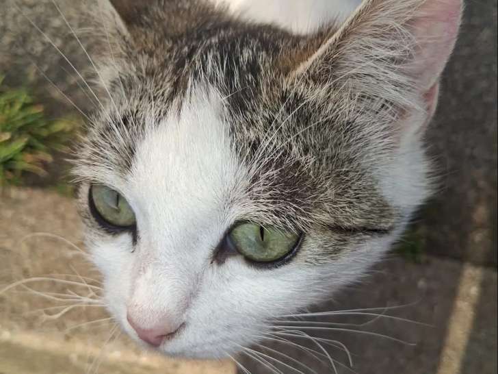 En quête d'une famille, chatte d’un an