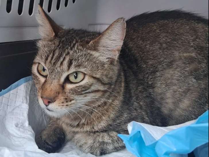 Adoption disponible : chat tigré