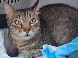 Adoption disponible : chat tigré