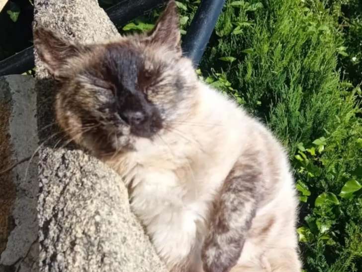 À la recherche d’une famille, chatte Siamoise de 7 ans