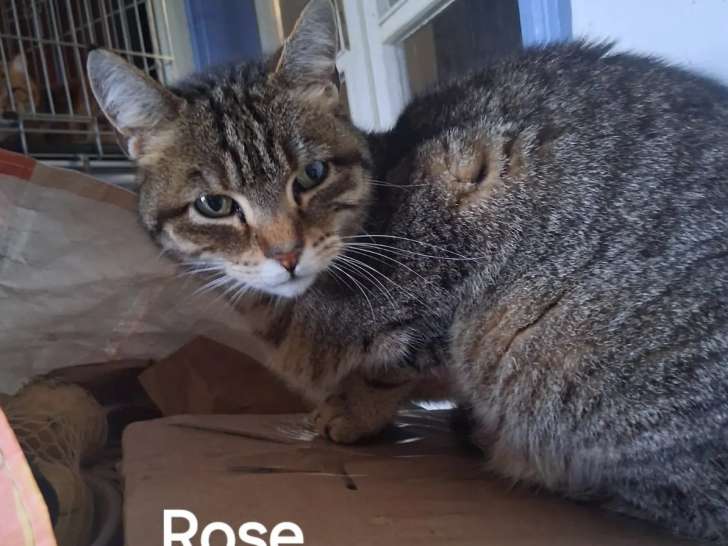 À adopter : chatte tigrée adulte