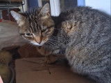 À adopter : chatte tigrée adulte