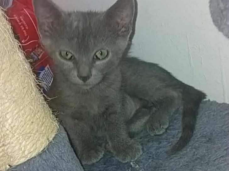 Disponible à l'adoption : chaton mâle gris