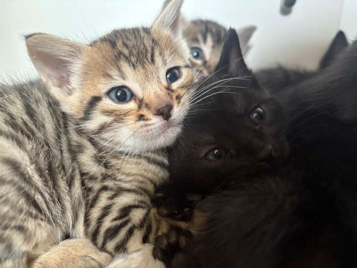 6 magnifique chatons Savannah à vendre