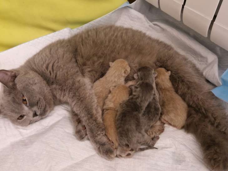 Chatons British Shorthair LOOF à vendre