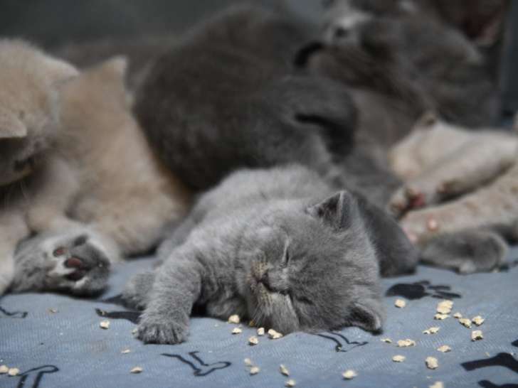 Chatons British Shorthair LOOF à vendre