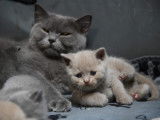Chatons British Shorthair LOOF à vendre