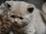 Chatons British Shorthair LOOF à vendre