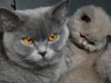 Chatons British Shorthair LOOF à vendre