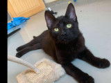 Prêt pour l'adoption : chaton femelle de 4 mois