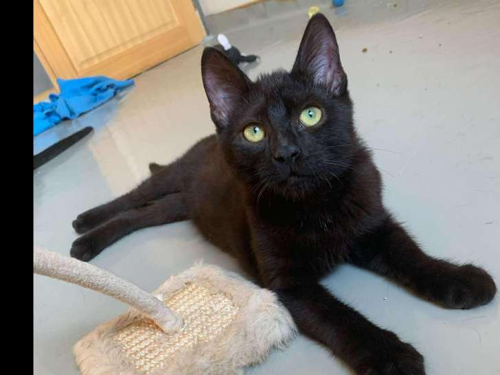 Prêt pour l'adoption : chaton femelle de 4 mois