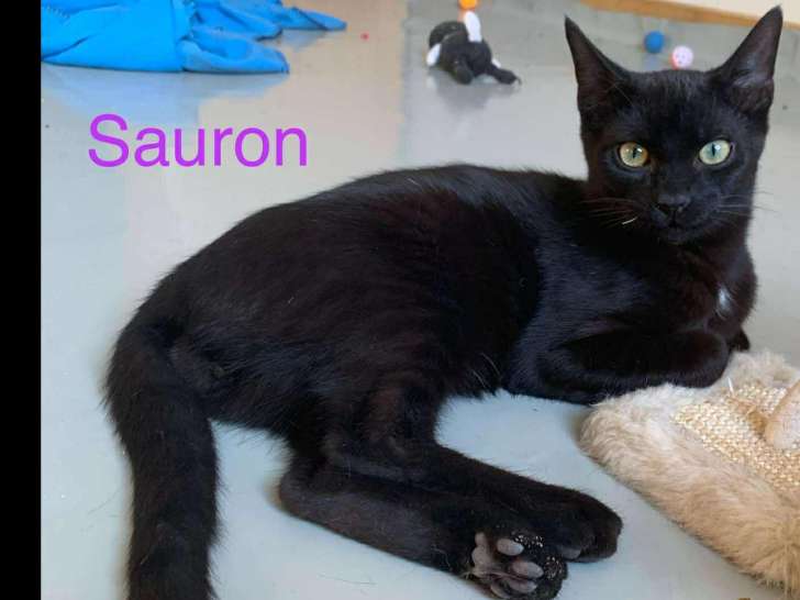 En attente d’un foyer : chaton mâle noir
