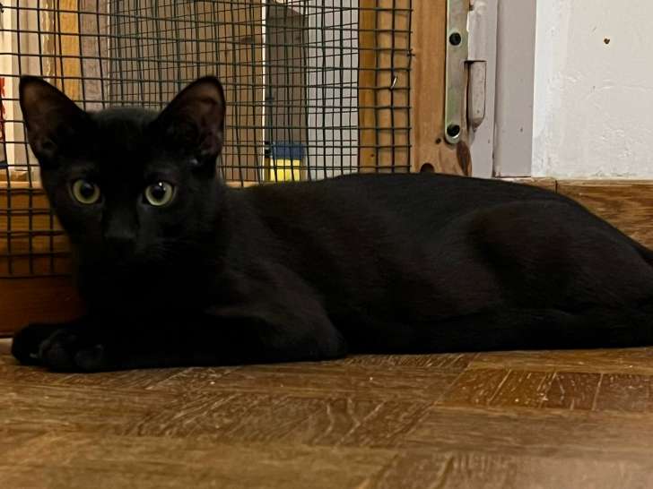 À accueillir : chaton mâle âgé de 5 mois