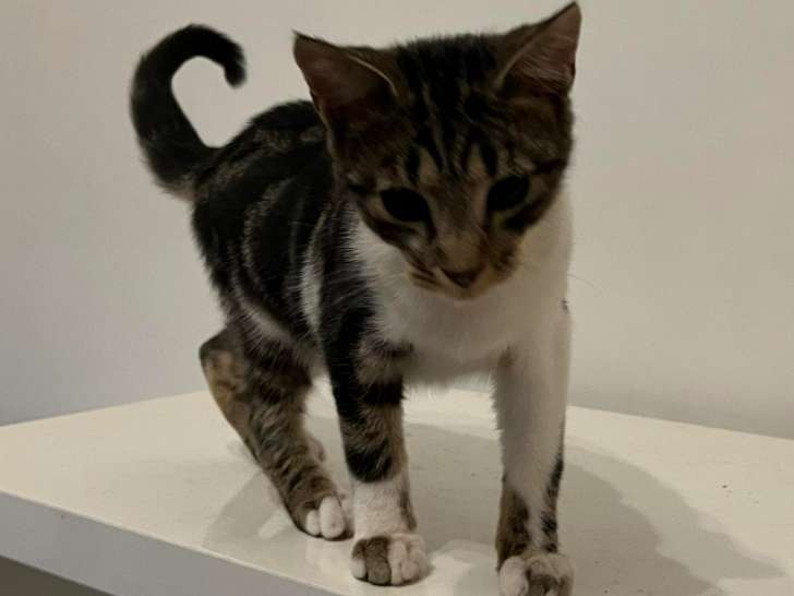 En quête d’un foyer : chaton mâle tigré blanc