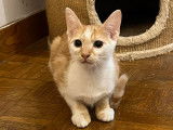 Adoption disponible : chaton mâle roux et blanc