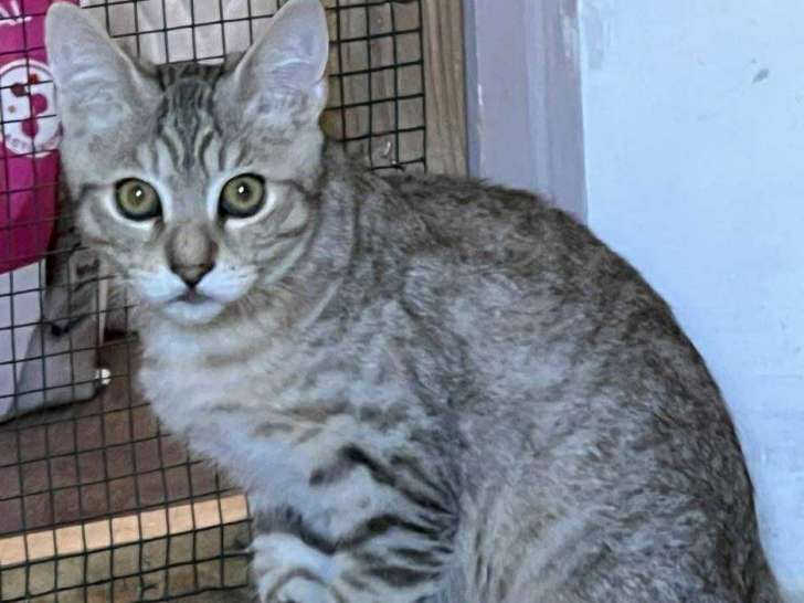À la recherche d'un foyer : chaton mâle tigré gris