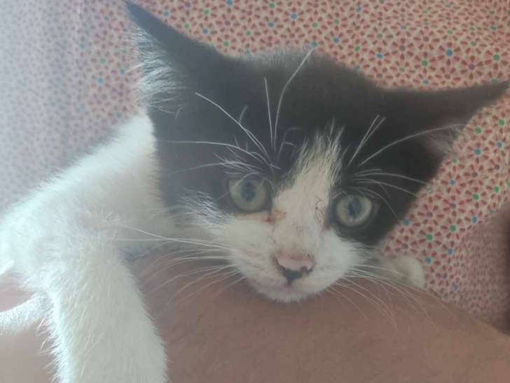 Chatonne noire et blanche à adopter
