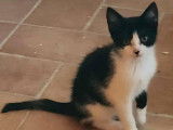 Chatonne noire et blanche à adopter