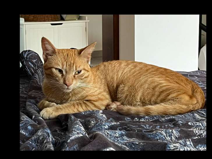 Chat d'un an disponible à l'adoption