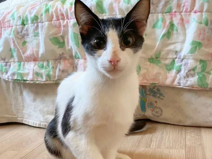 Chatte âgée d'un an en attente d'adoption