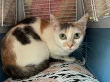 Chatte tricolore prête pour l'adoption