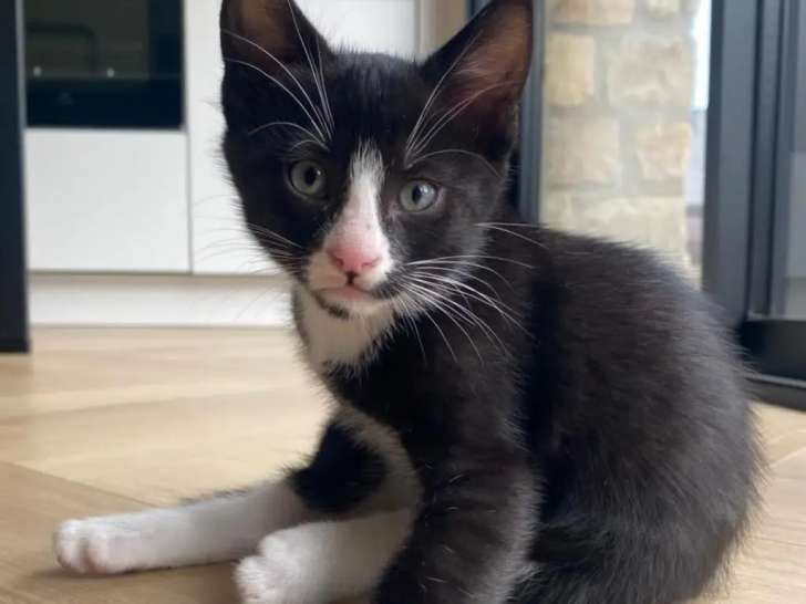 Chaton mâle de 5 mois en attente d'un foyer