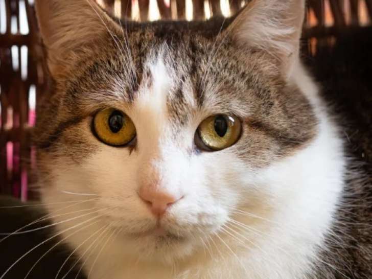 Chatte tigrée blanche en quête d'une famille