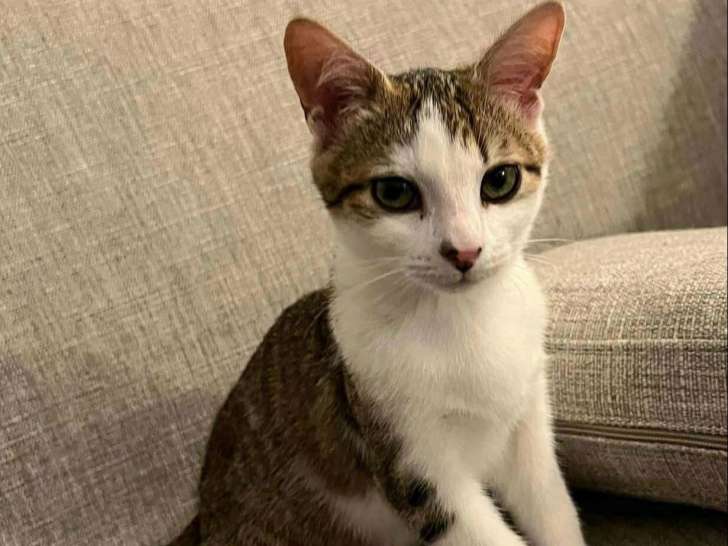 À accueillir, chaton mâle de 3 mois