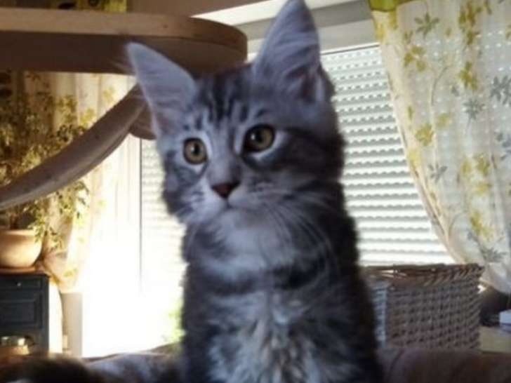 Chatonne Maine coon LOOF à vendre