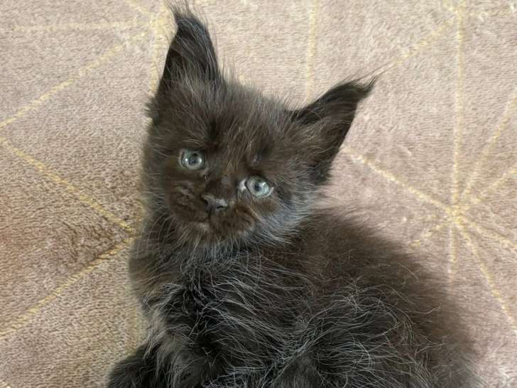 Chatonne Maine Coon LOOF à vendre