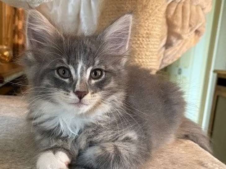Chatons Norvégiens disponibles en Ooctobre