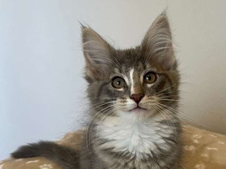 Acroquer femelle blue tabby blotched et blanc