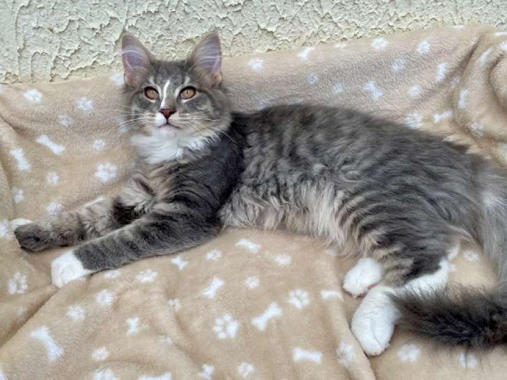 Chatons Norvégiens disponibles