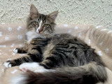 Chatons Norvégiens disponibles