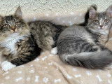 Chatons Norvégiens disponibles