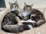 Chatons Norvégiens disponibles