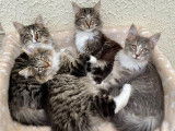 Chatons Norvégiens disponibles