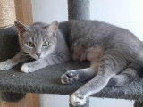 Princesse, jeune chatte grise à adopter