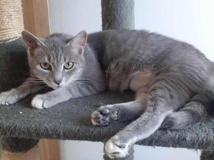 Princesse, jeune chatte grise à adopter