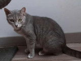 Princesse, jeune chatte grise à adopter