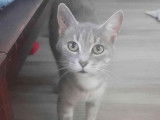 Princesse, jeune chatte grise à adopter