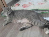 Princesse, jeune chatte grise à adopter