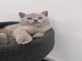 Chatons de type British Shorthair à vendre (3 femelles & 2 mâles)