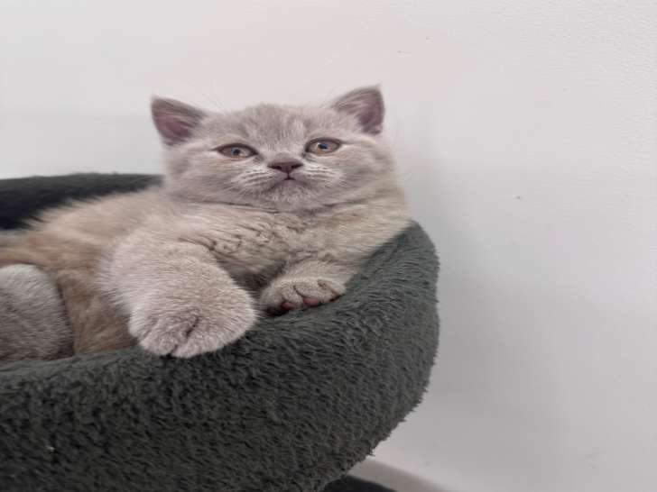 Chatons de type British Shorthair à vendre (3 femelles & 2 mâles)